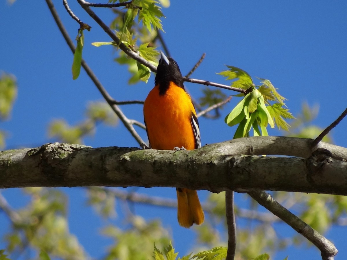 Baltimore Oriole - ML97418921