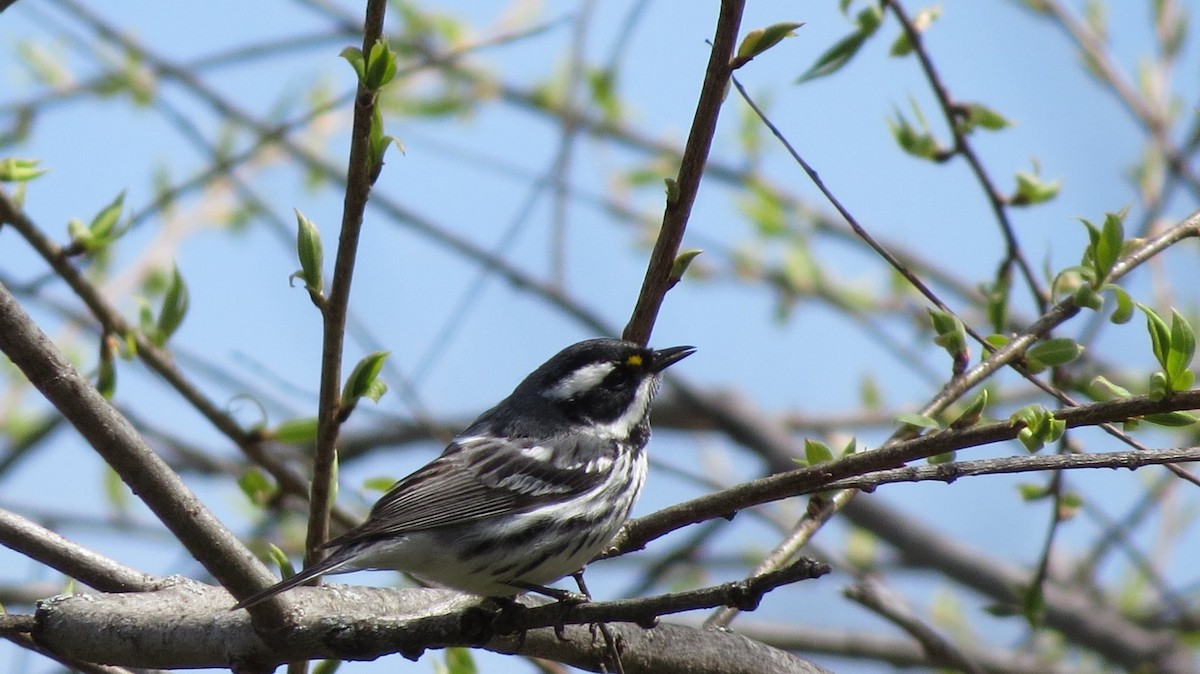 Black-throated Gray Warbler - ML97420511