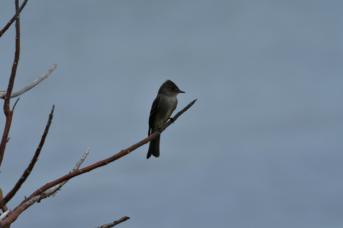 Eastern Wood-Pewee - Robert Post