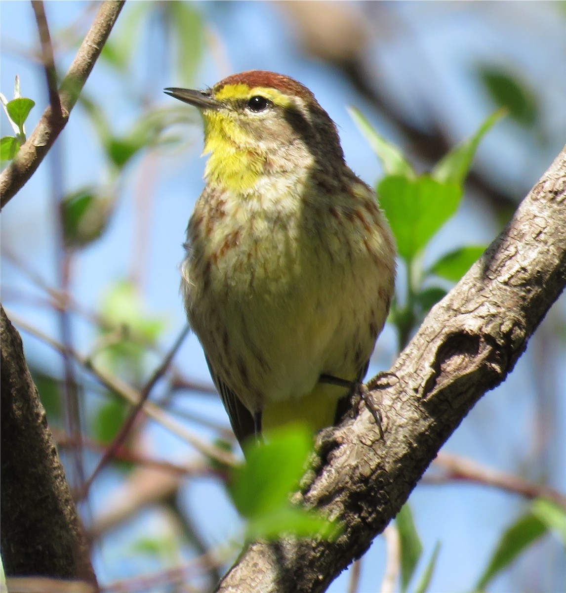 Palm Warbler - ML97421061