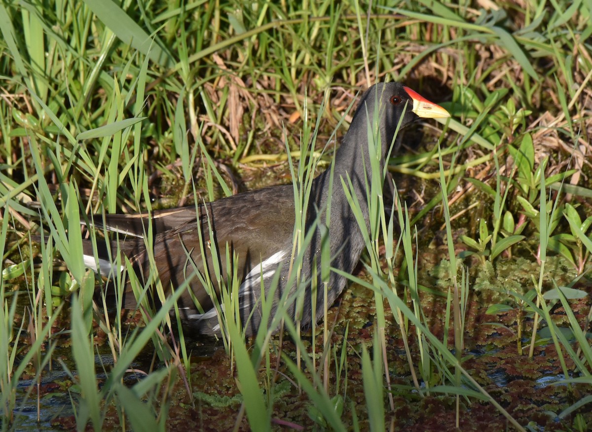 Lesser Moorhen - Celeste Morien