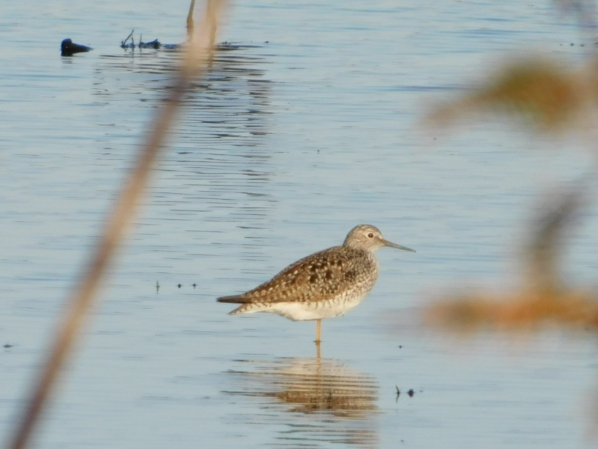 Lesser Yellowlegs - ML97422731