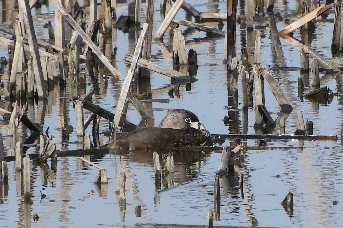 Pied-billed Grebe - ML97423011