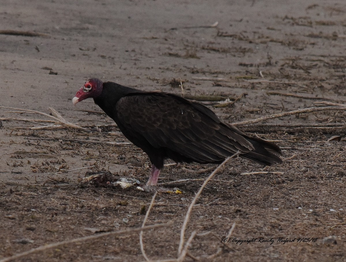 Turkey Vulture - Randy Hesford