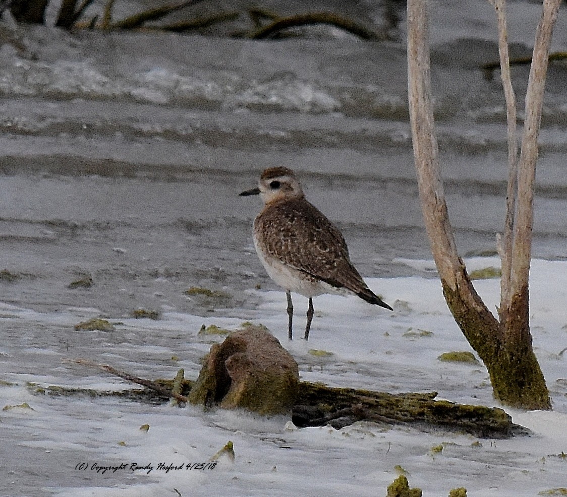 American Golden-Plover - Randy Hesford