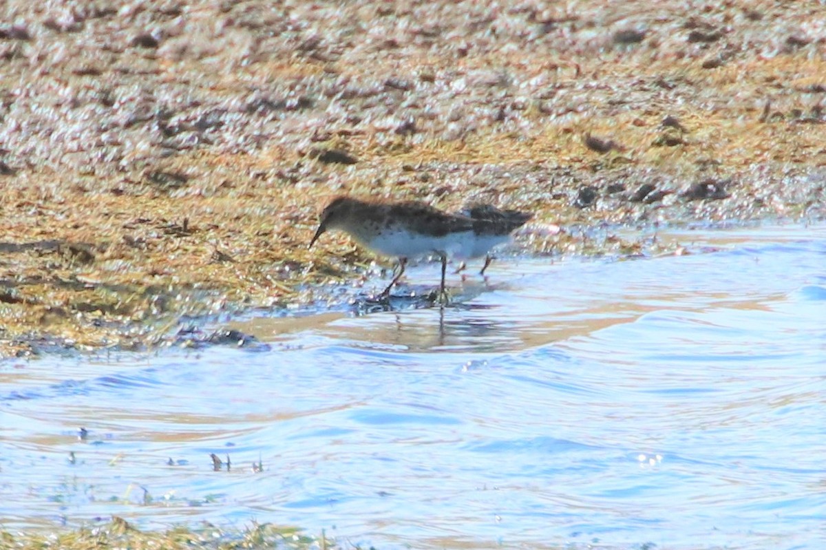 Least Sandpiper - ML97423961