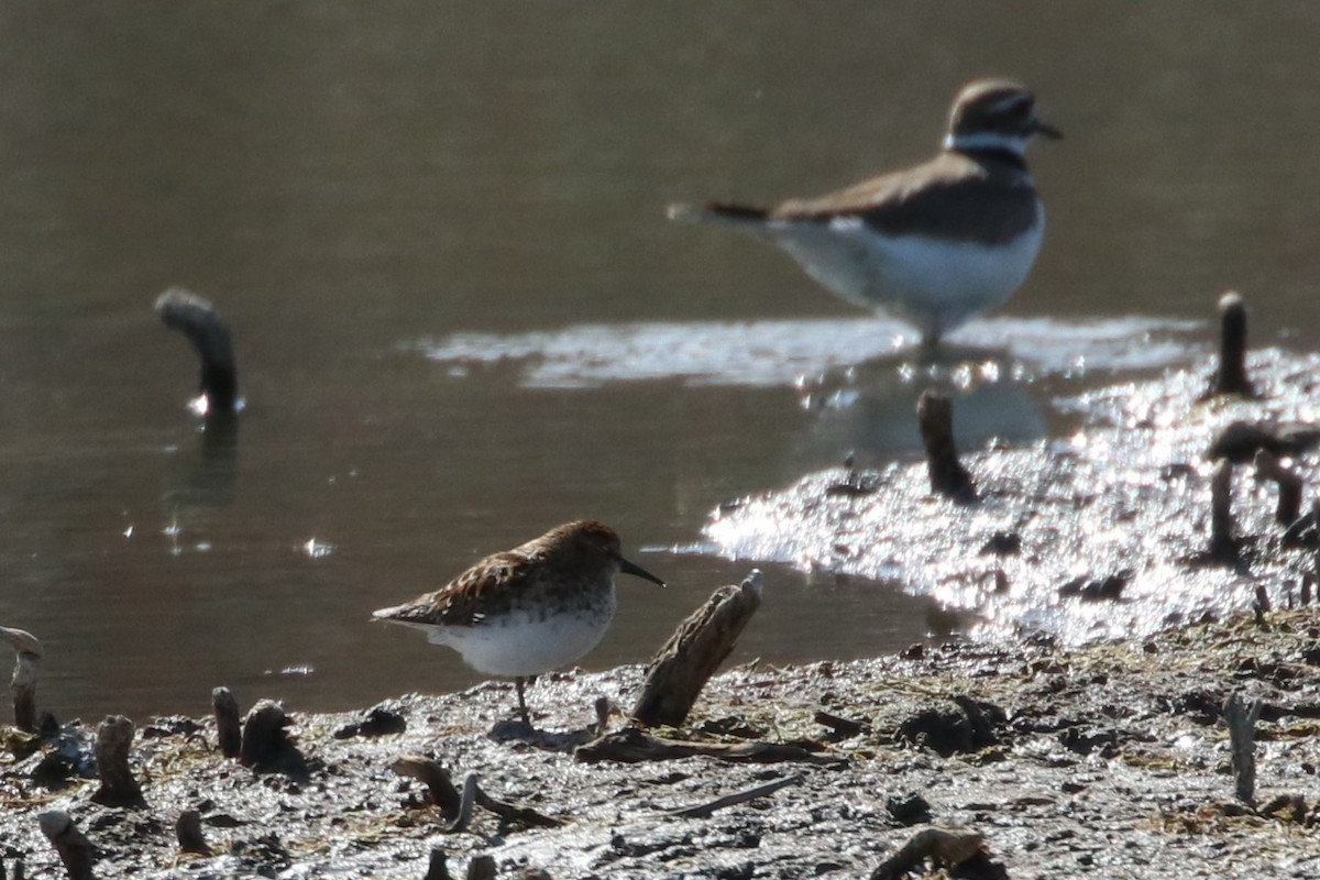 Least Sandpiper - ML97423991