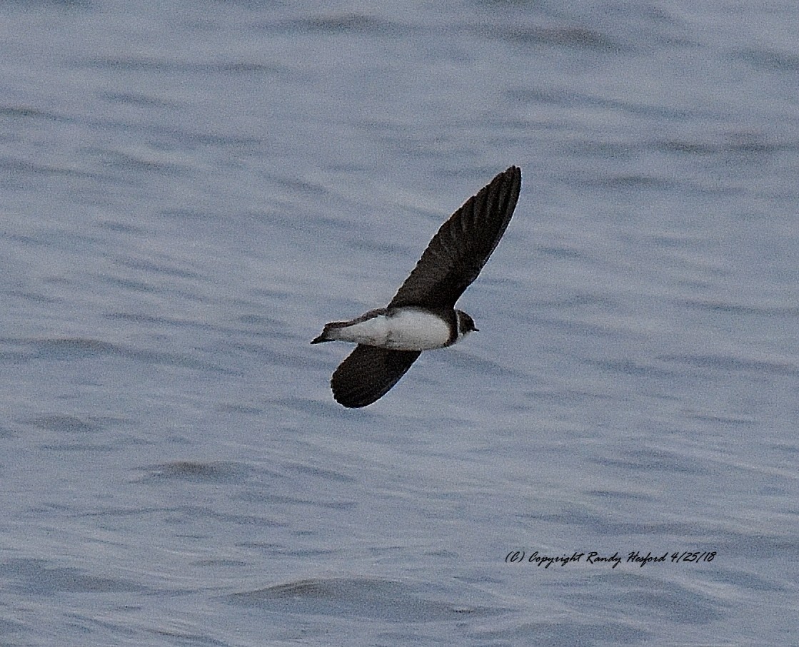 Bank Swallow - Randy Hesford