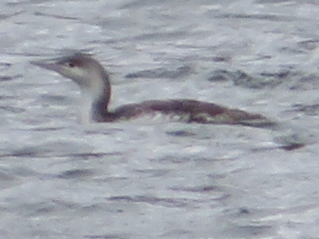 Red-throated Loon - Mike Ostrow