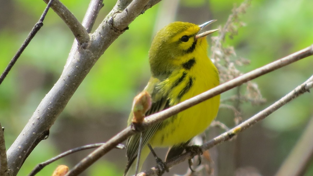 Prairie Warbler - ML97425421