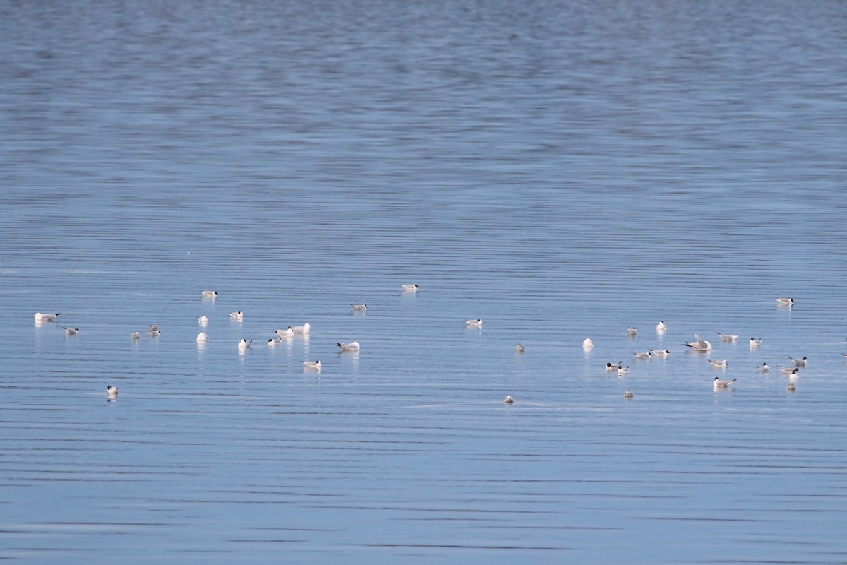 Bonaparte's Gull - ML97425971