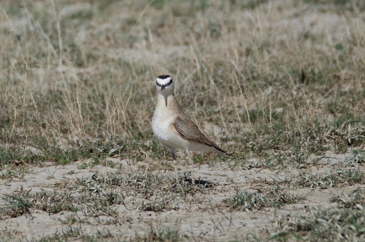 Mountain Plover - ML97426581