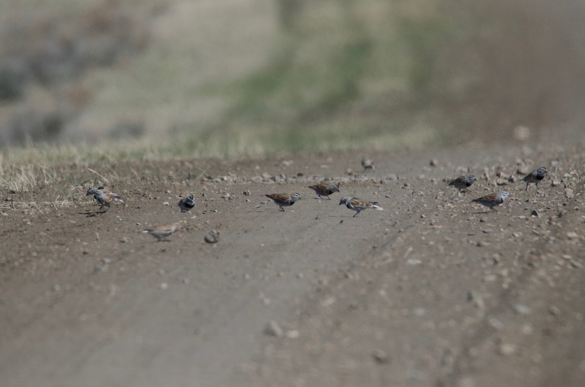 Thick-billed Longspur - ML97426661