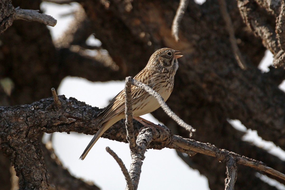 オジロヒメドリ - ML97428441