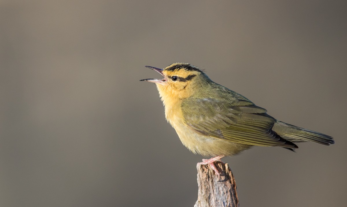 Worm-eating Warbler - ML97428891