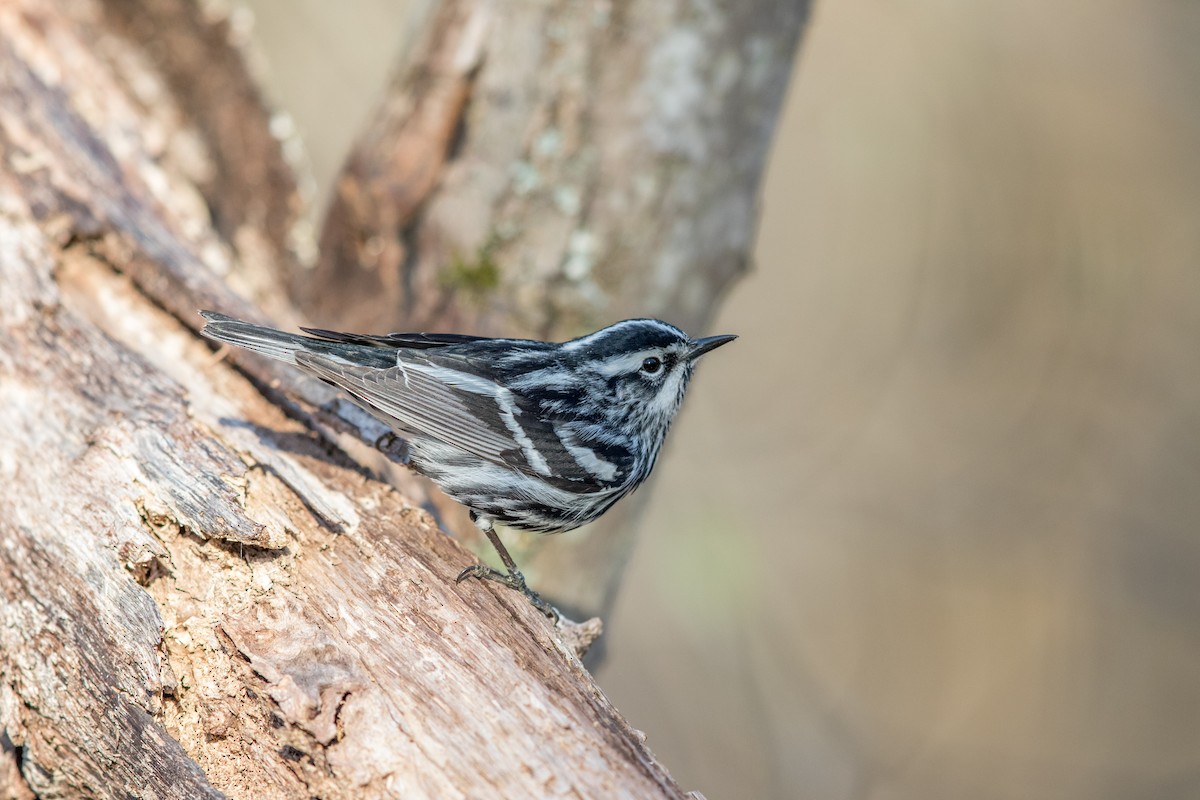 Black-and-white Warbler - ML97428911