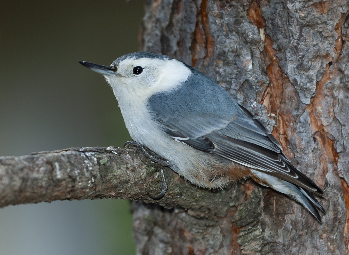 White-breasted Nuthatch - ML97431131
