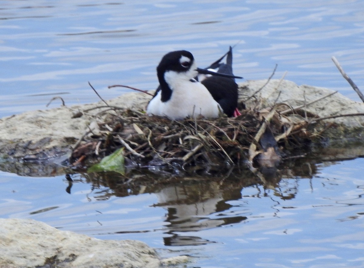 Black-necked Stilt - lynda fenneman