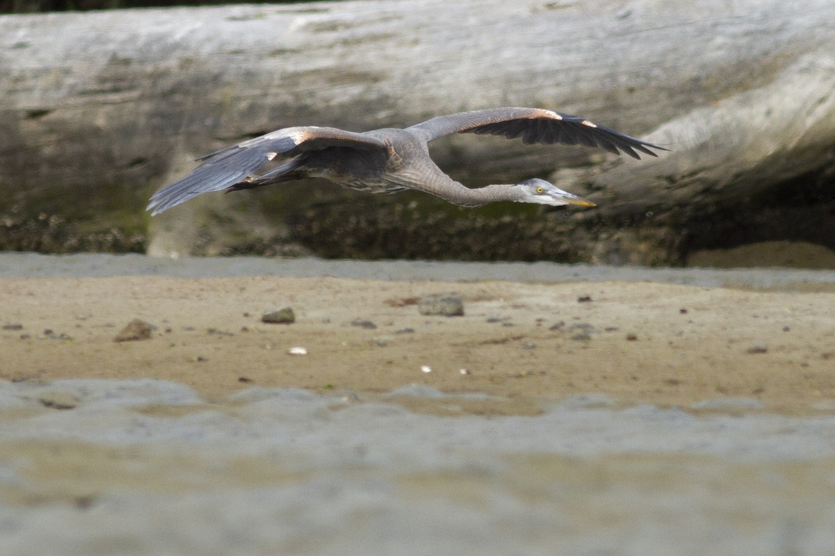 Great Blue Heron - ML97432521