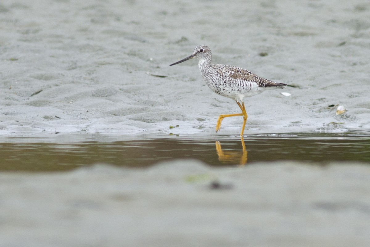 vodouš velký - ML97432731