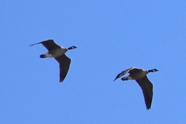 Cackling Goose (Aleutian) - ML97432741