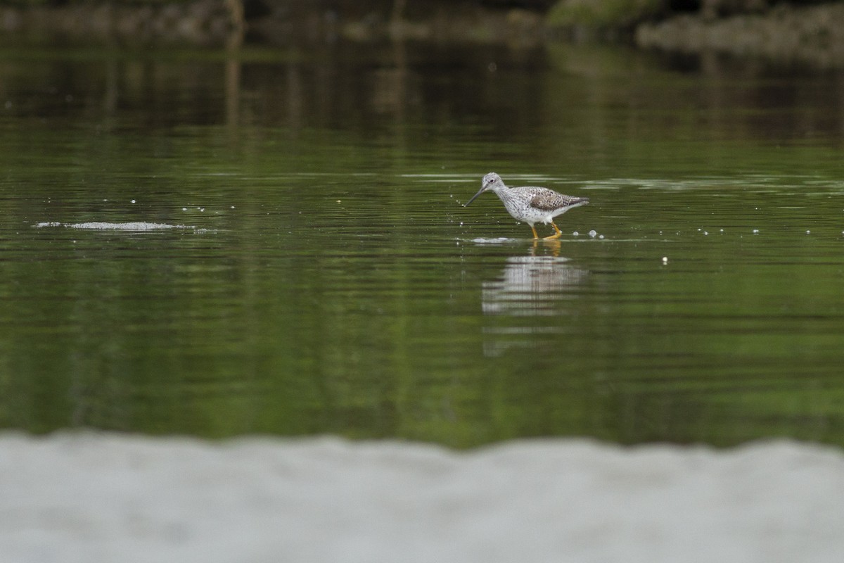 vodouš velký - ML97432751