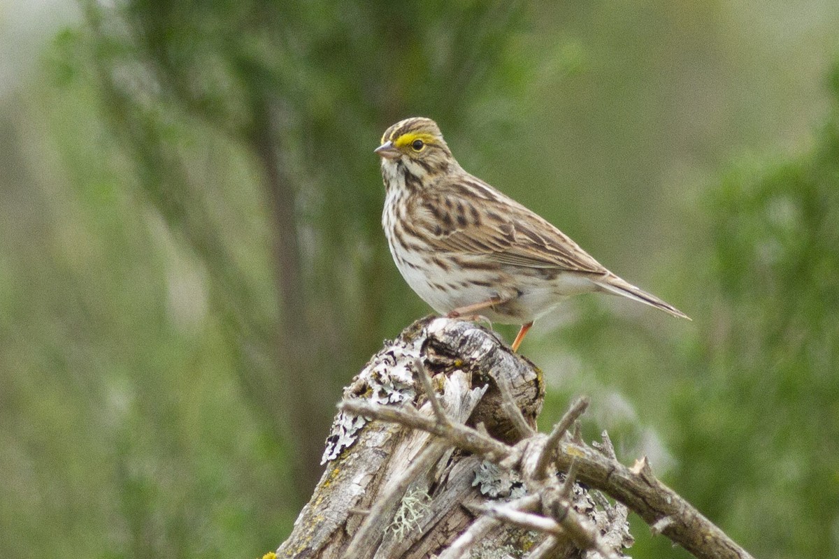 Savannah Sparrow - ML97432851