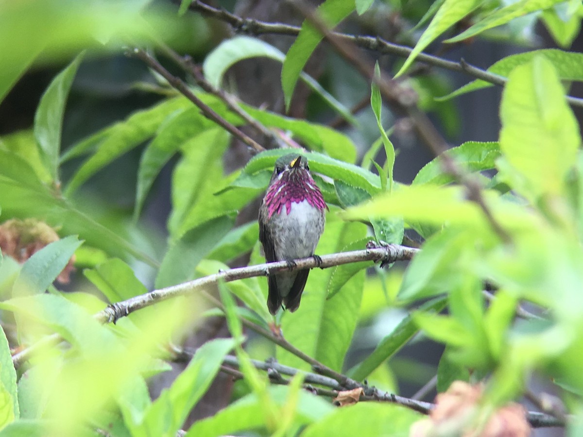 Calliope Hummingbird - David Rankin