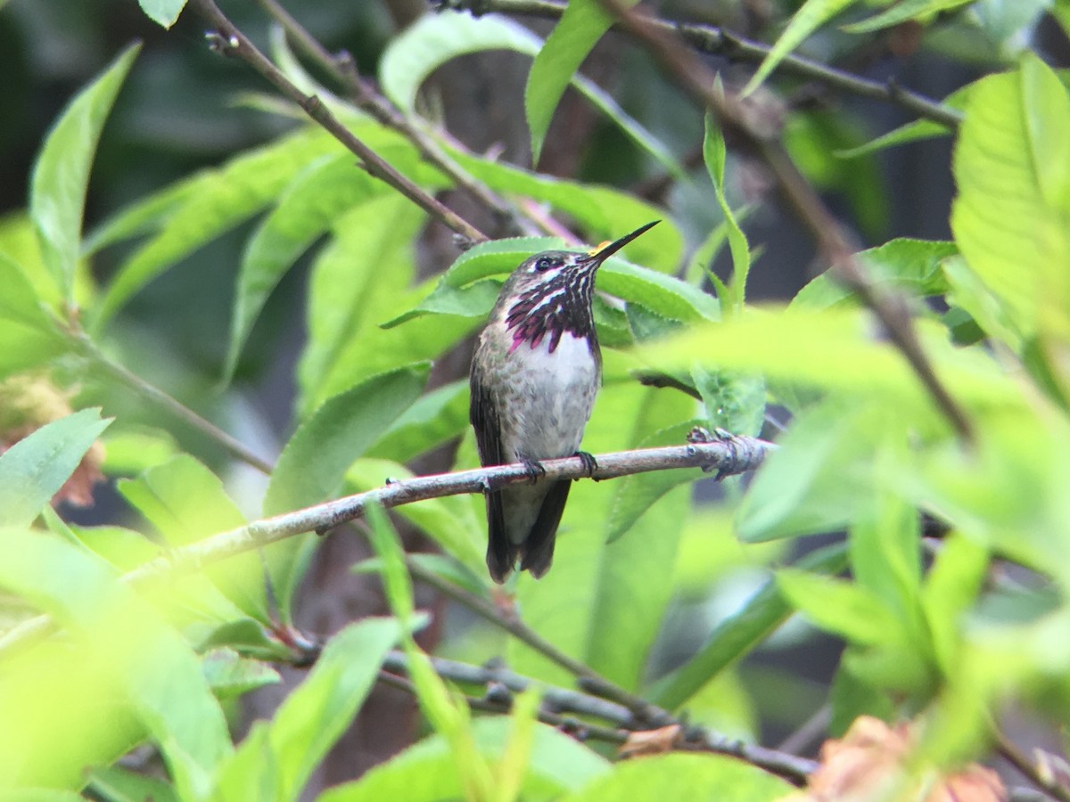 Calliope Hummingbird - ML97434011