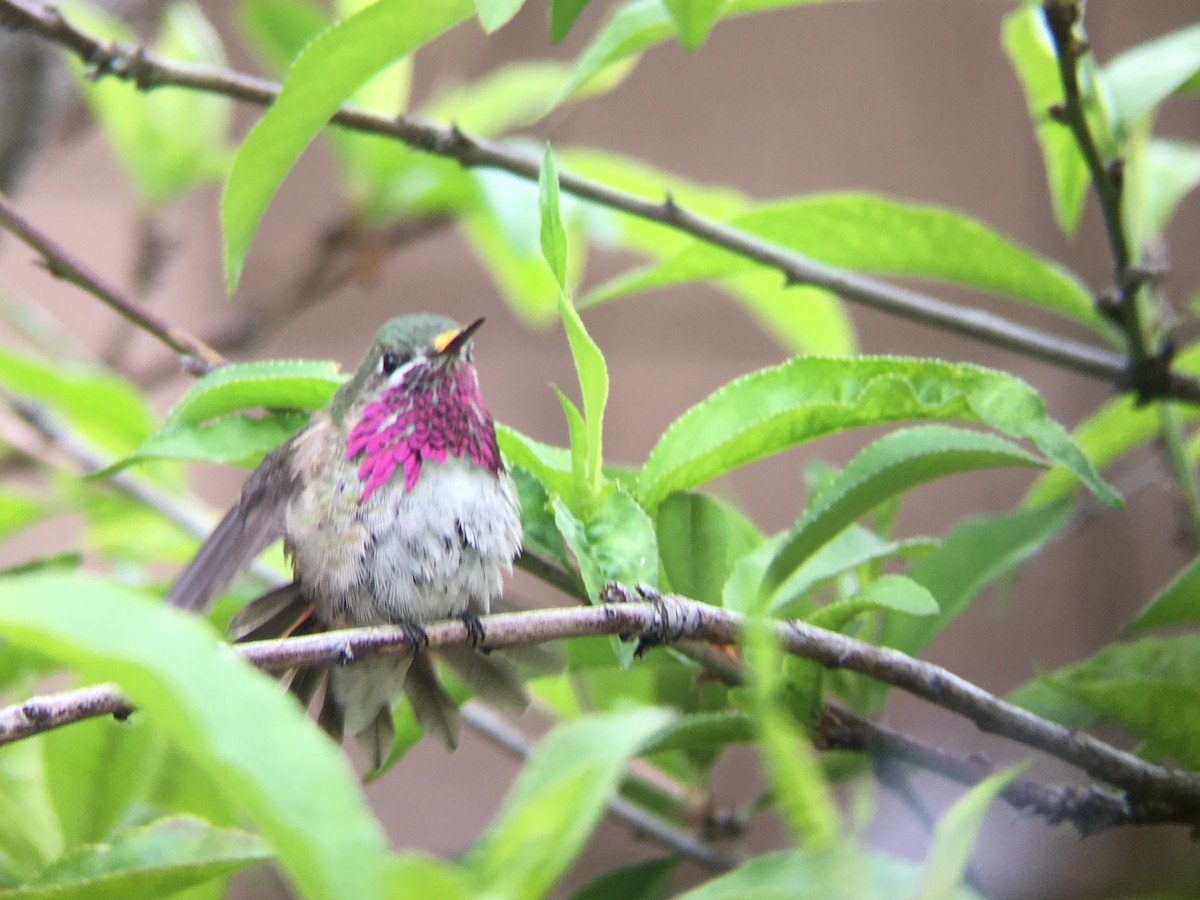 Calliope Hummingbird - ML97434031