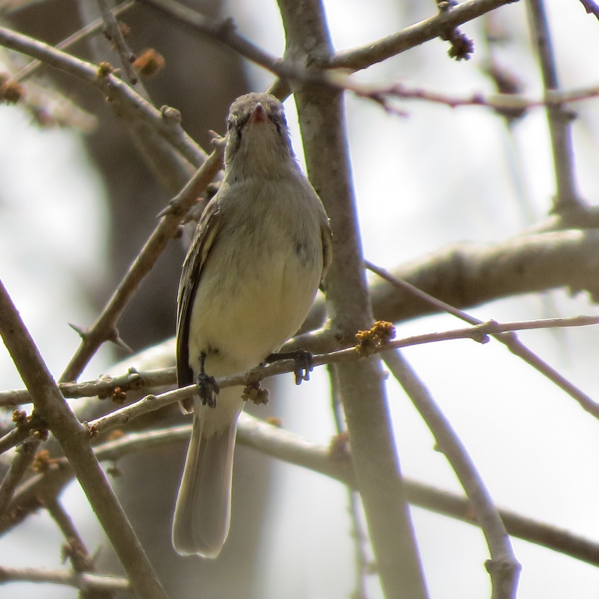 Northern Beardless-Tyrannulet - Theresa Hyde