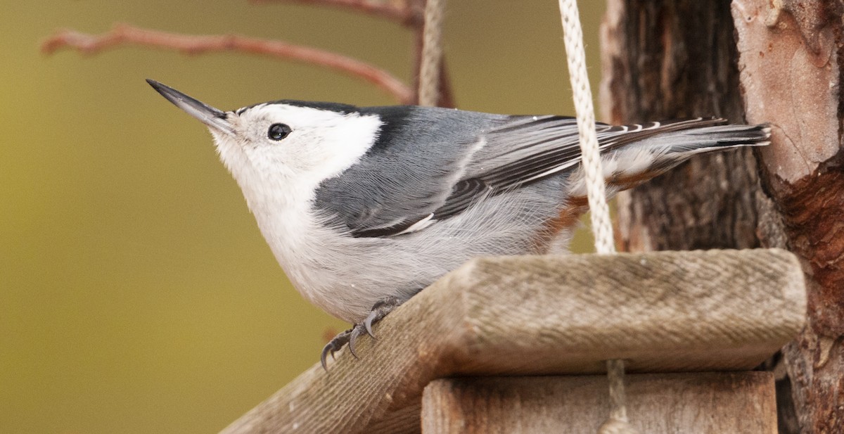White-breasted Nuthatch - ML97434471