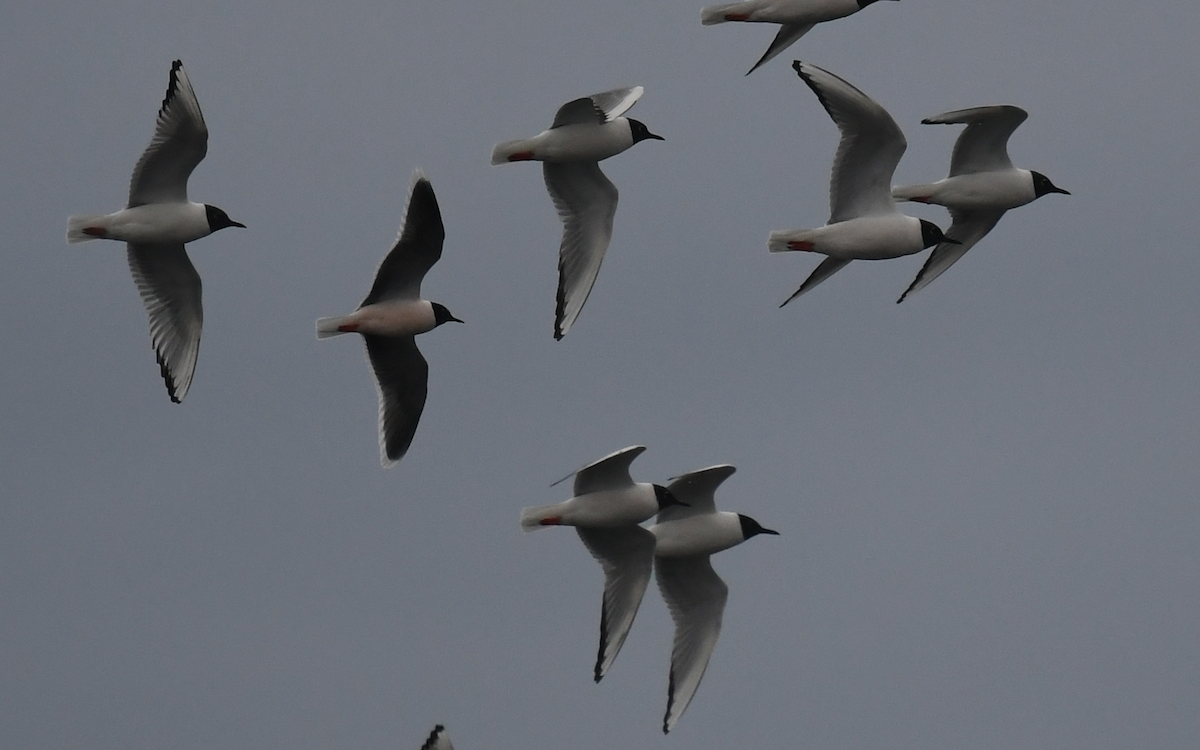 Little Gull - ML97434741