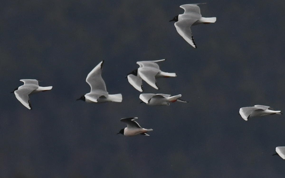 Mouette pygmée - ML97434941