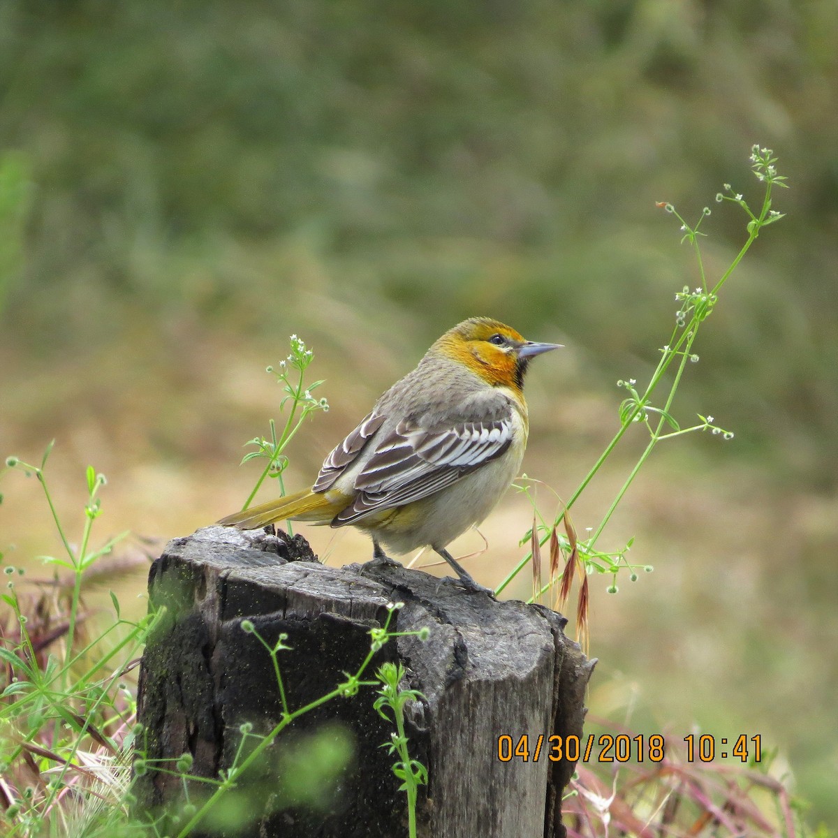 Bullock's Oriole - Rick Saxton