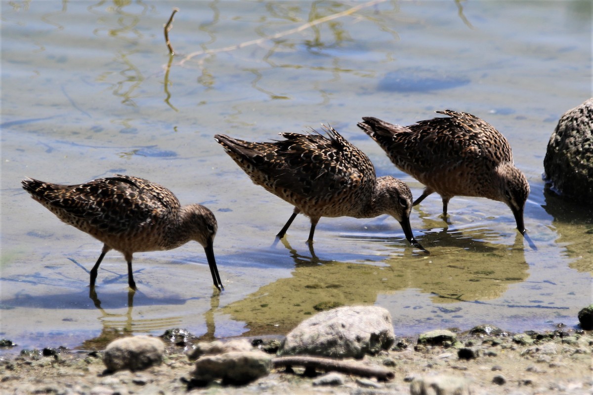 Long-billed Dowitcher - Robert n Cynthia Danielson