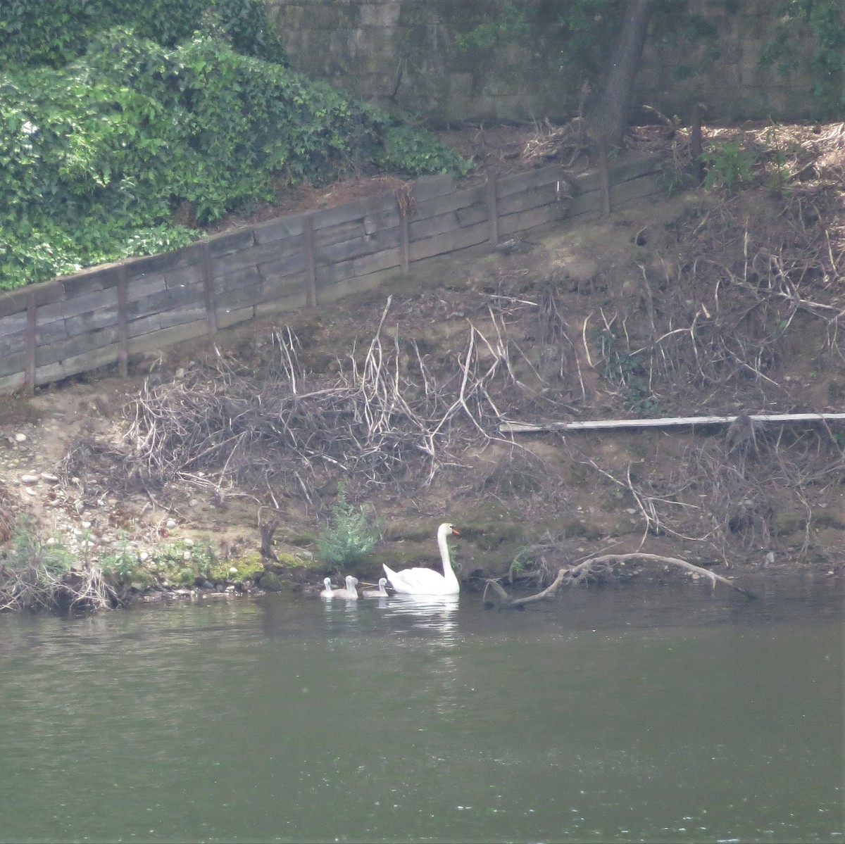 Mute Swan - ML97435991