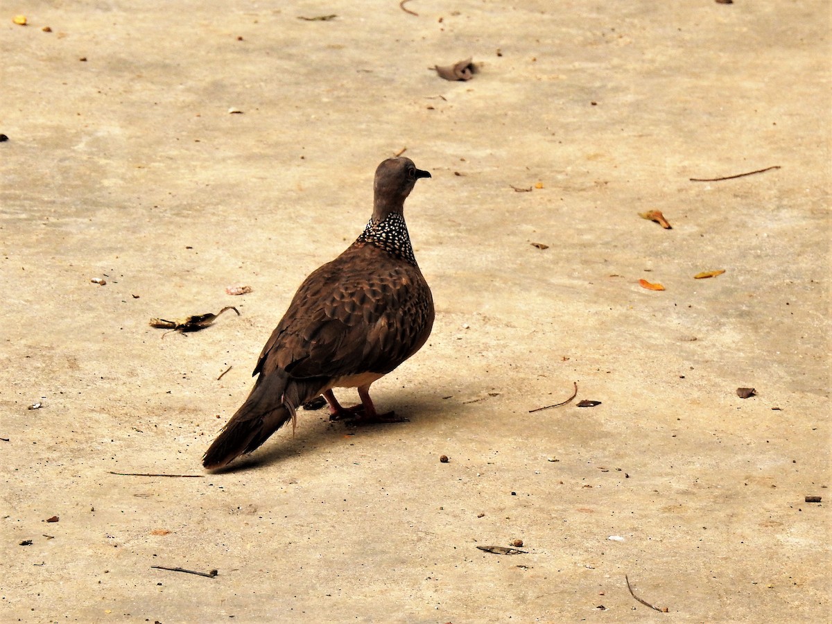 Spotted Dove - Tuck Hong Tang