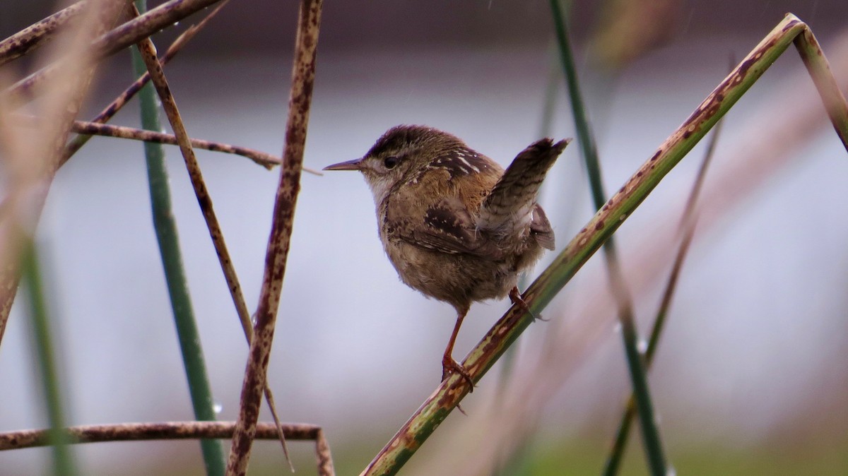 Marsh Wren - ML97437371