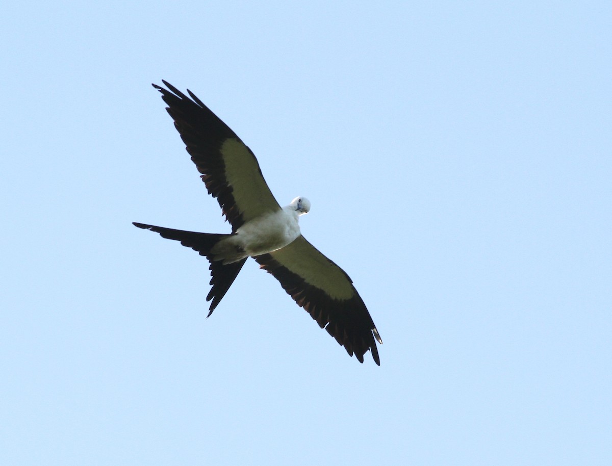 Swallow-tailed Kite - ML97437981