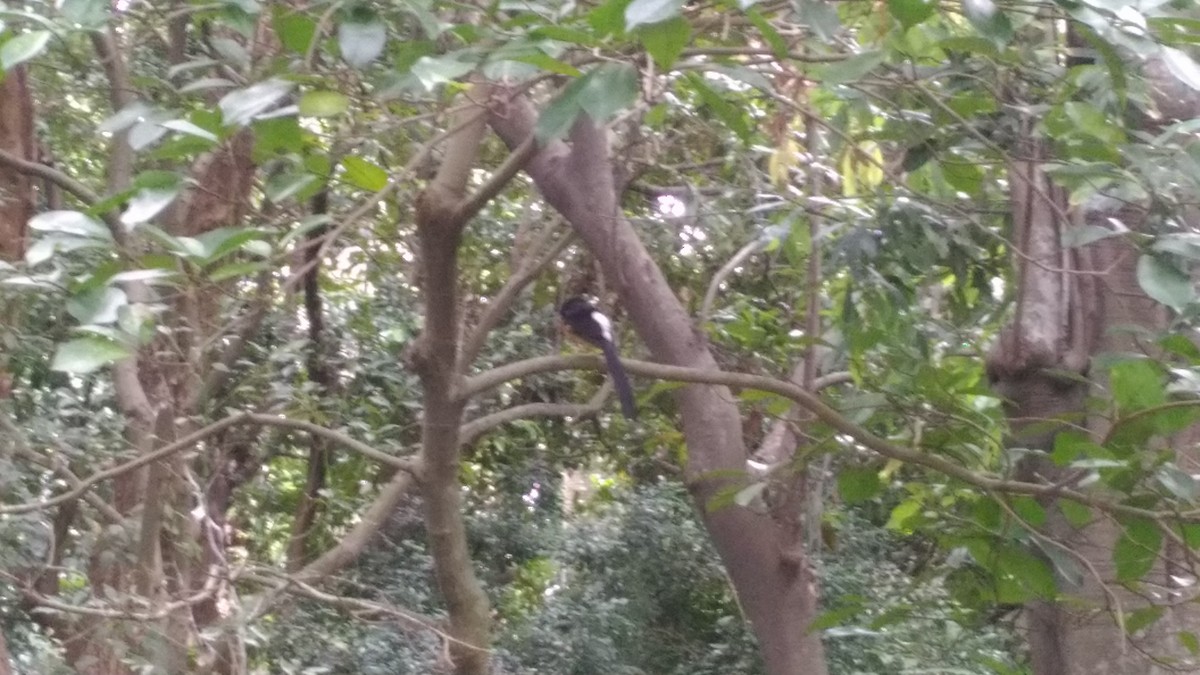 White-rumped Shama - ML97438141