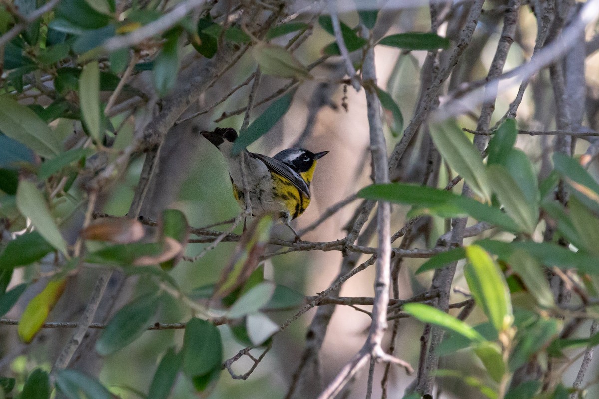 Magnolia Warbler - ML97438491