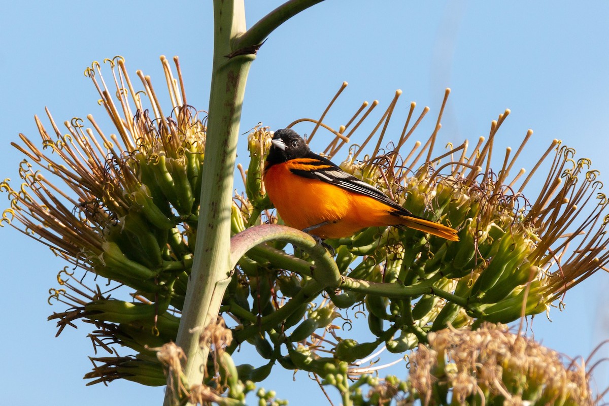 Baltimore Oriole - ML97438551