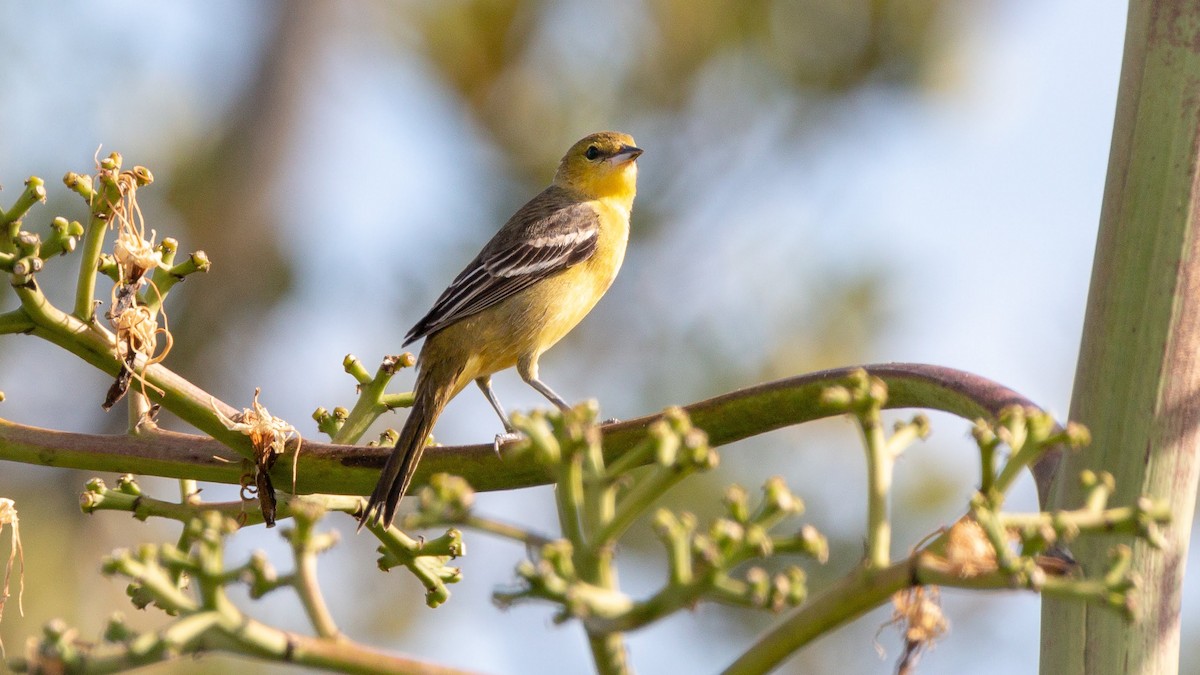 Baltimore Oriole - ML97438591