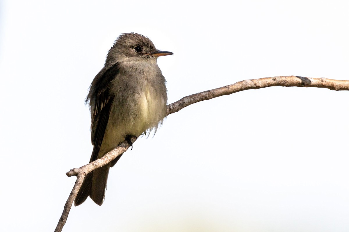 Eastern Wood-Pewee - ML97438671