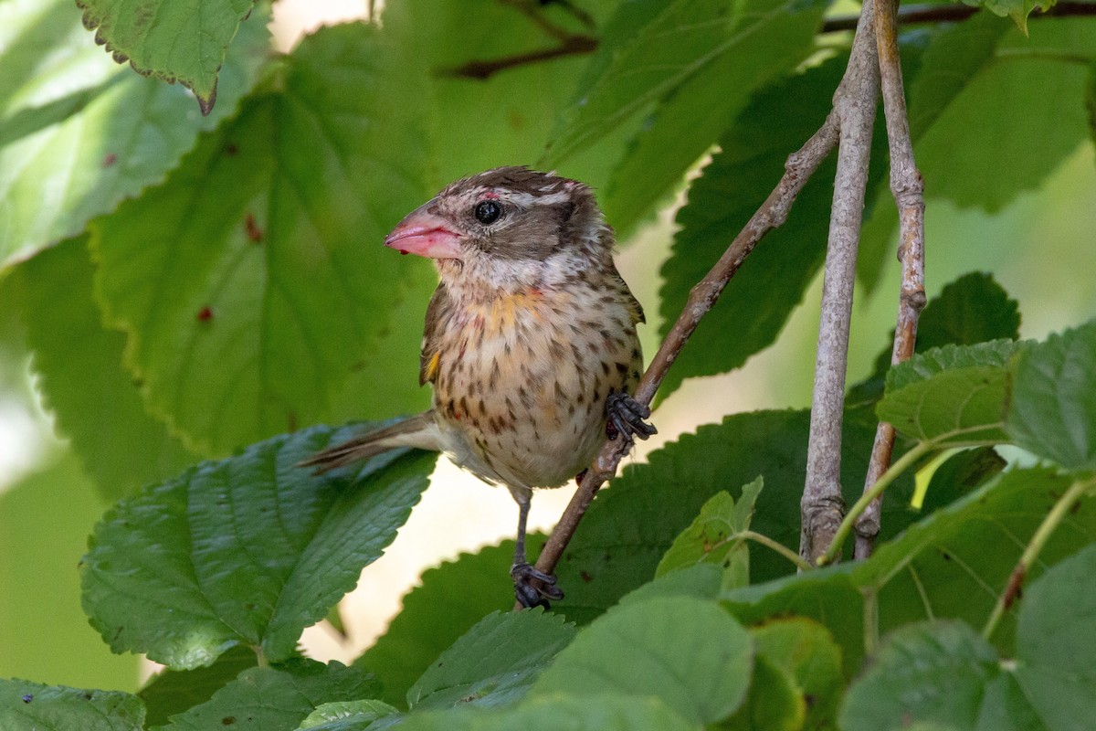 Rose-breasted Grosbeak - ML97438881