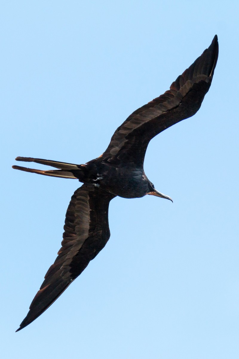 Magnificent Frigatebird - ML97438931