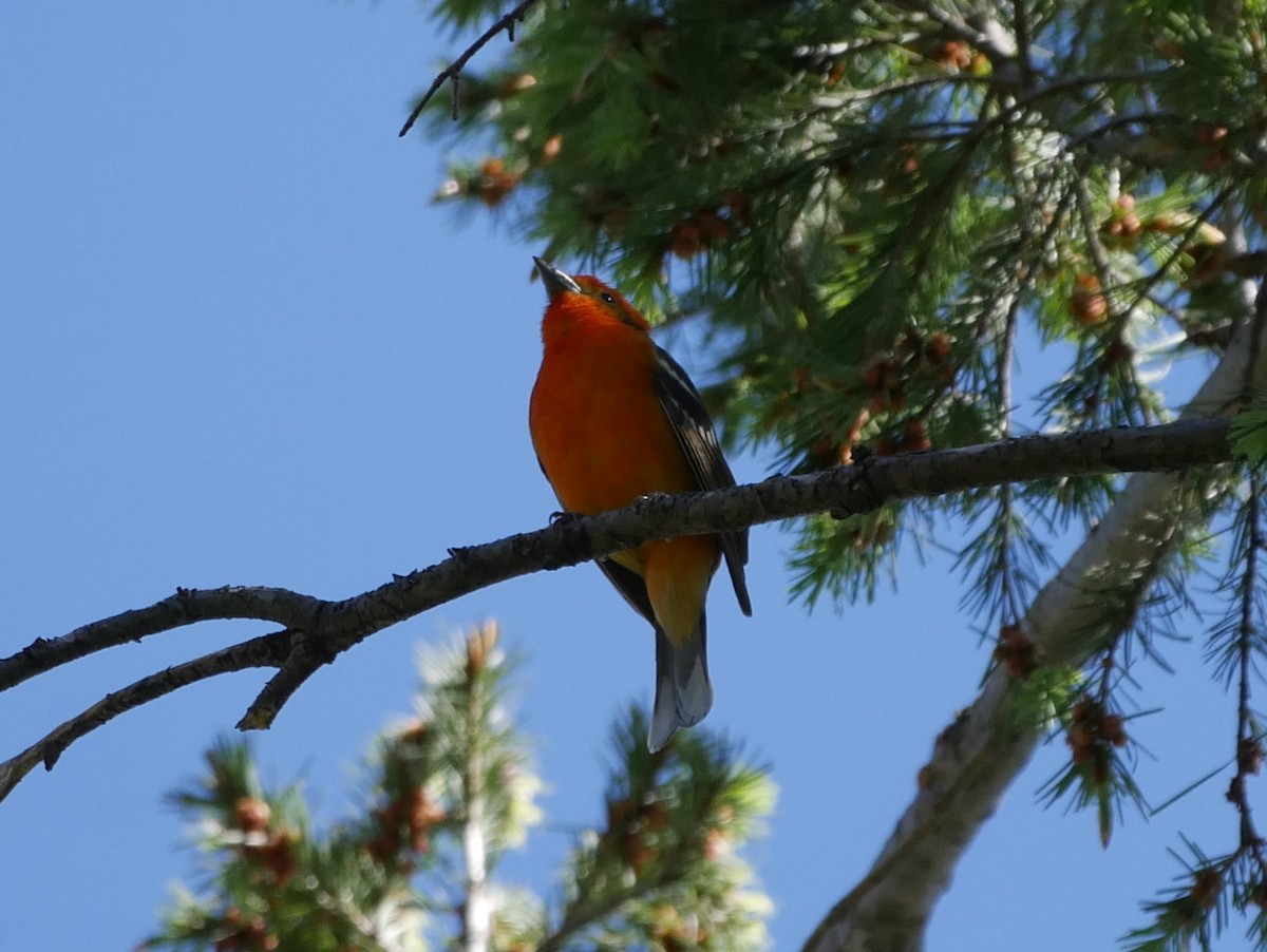 Flame-colored Tanager - ML97439411