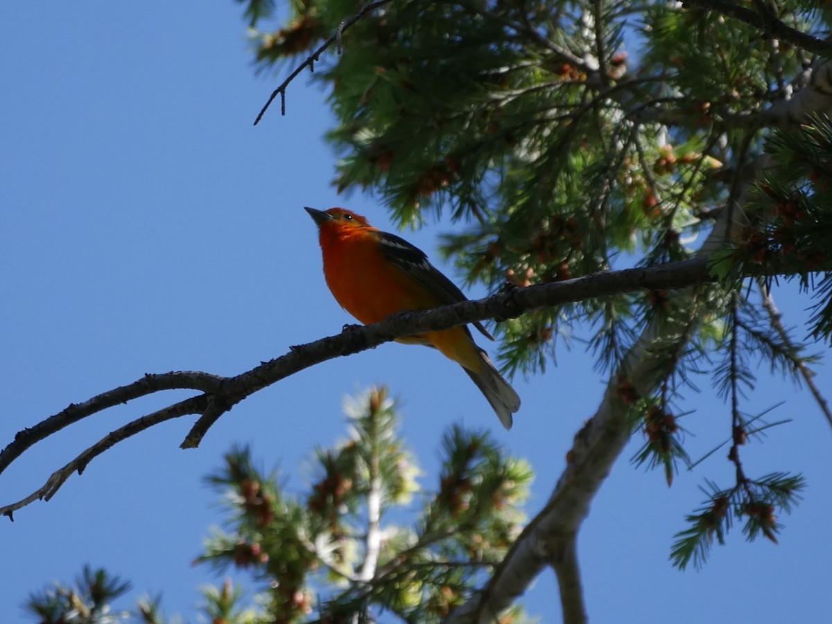 Flame-colored Tanager - ML97439421