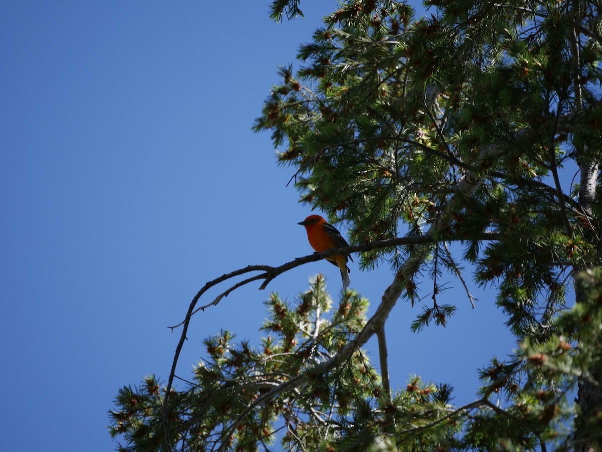 Flame-colored Tanager - ML97439501